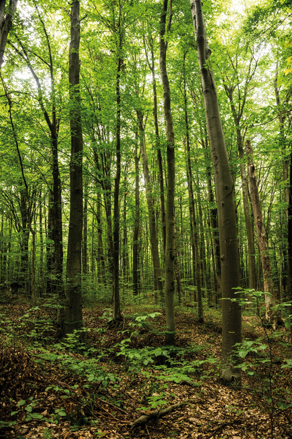 Esta imagen tiene un atributo ALT vacío; su nombre de archivo es beeches-are-web_olot-1.jpg